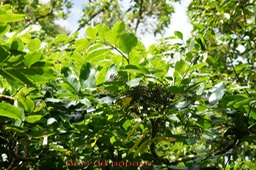 Bois de papaye- Polyscias repanda - Araliacée - B