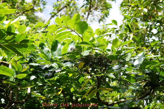 Bois de papaye- Polyscias repanda - Araliacée - B