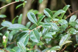 Bois de pêche marron