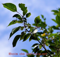 Bois de perroquet