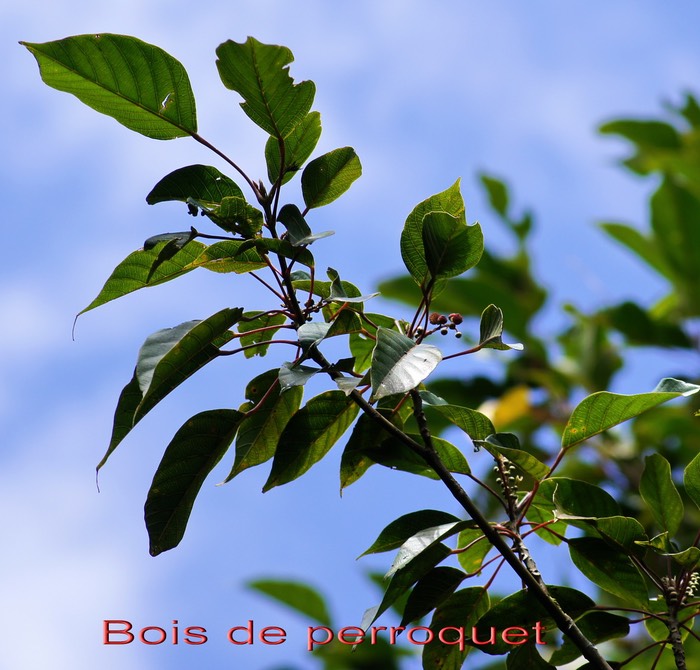 Bois de perroquet