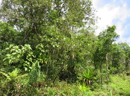 Bois de piment (au centre)IMG_0476