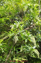 Bois de raisin- Bertiera rufa - Rubiacée- B