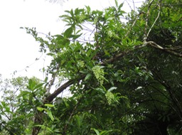 Bois de raisin inflorescences 74