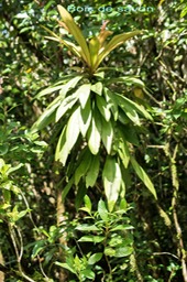 Bois de savon - Badula  borbonica- Primulacée-B