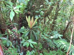 Bois de savon (borbonica) IMG_0488