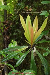 Bois de savon