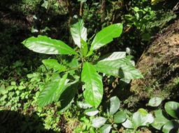 Bois d'osto IMG_0485