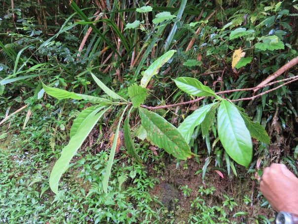 Bois d'ostoIMG_0483