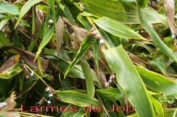 Coix lacryma-jobi