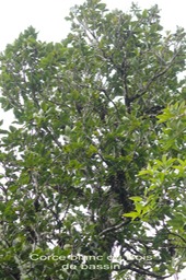 Corce blanc ou Bois de bassin- Homalium paniculatum- Salicacée- BM