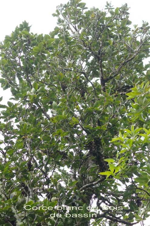 Corce blanc ou Bois de bassin- Homalium paniculatum- Salicacée- BM