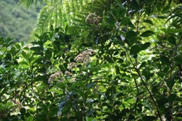 DSC06718