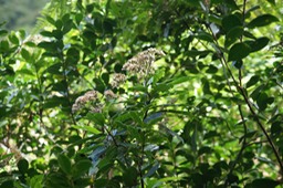 DSC06719