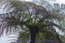 Fanjan femelle - Cyathea excelsa- Cyatheacée - BM