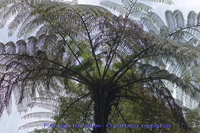 Fanjan femelle - Cyathea excelsa- Cyatheacée - BM