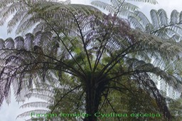 Fanjan femelle- Cyathea excelsa - Cyatheacée- BM