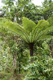 Fanjan mâle- Cyathea borbonica - Cyatheacée - I