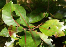 Feuilles du Bois de cabri rouge