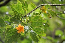 Hibiscus boryanus