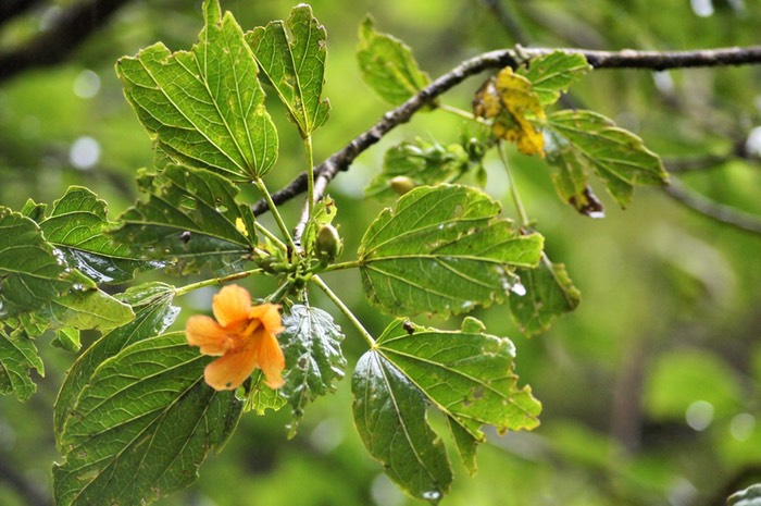 Hibiscus boryanus