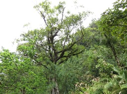 IMG_0552
