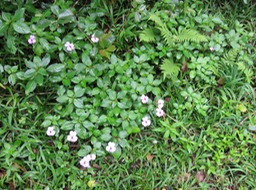 Impatiences IMG_0470