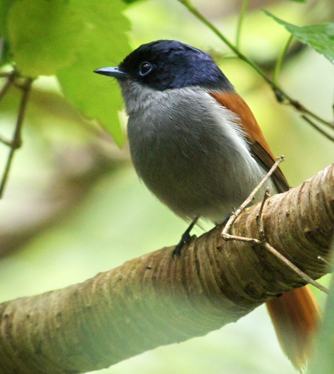 Oiseau la vierge-2
