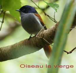 Oiseau la vierge-3