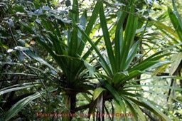 Pandanus purpurascens - Pandanacée- B