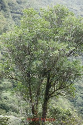 Petit Natte- Labourdonnaisia calophylloides -Sapotacée - BM
