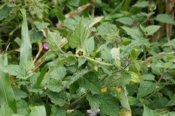 Poc-poc fleur bleue- Nicandra physaloides- Solanacée - exo