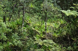 Végétation riche en Pandanus purpurascens