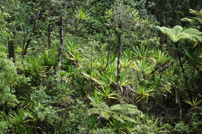 Végétation riche en Pandanus purpurascens