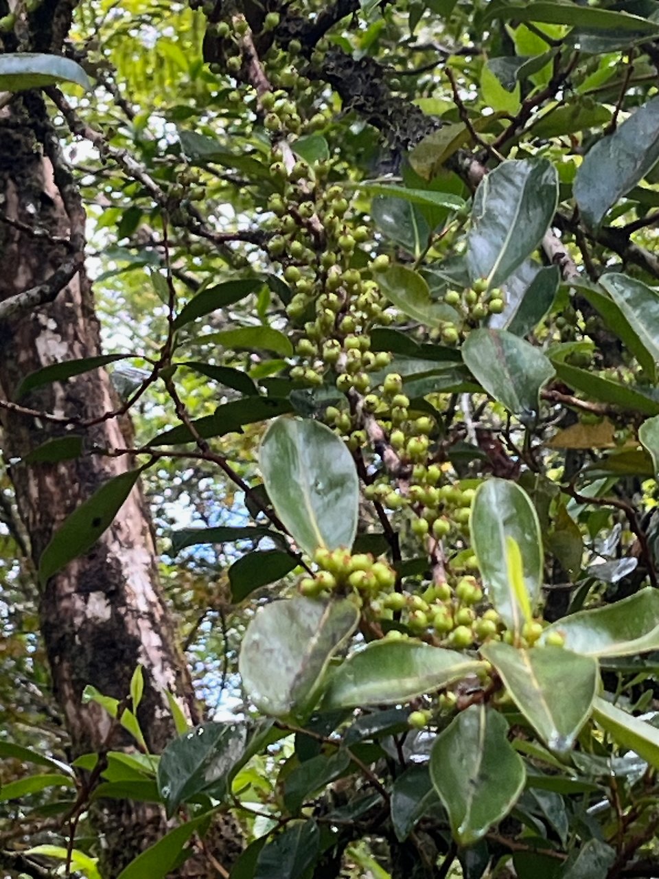 11. Fruits de Psiloxylon mauritianum Bois de PECHE marron Myrtaceae ENDEMIQUE LA REUNION ,MAURICE.