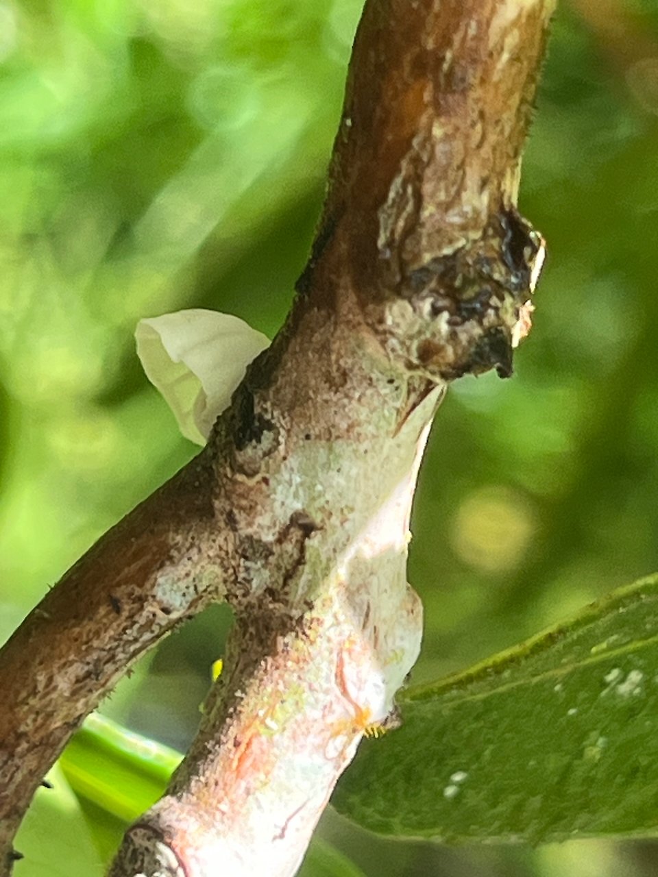 16. Champigon minucule sur  Psiloxylon mauritianum Bois de PECHE marron Myrtaceae ENDEMIQUE LA REUNION ,MAURICE