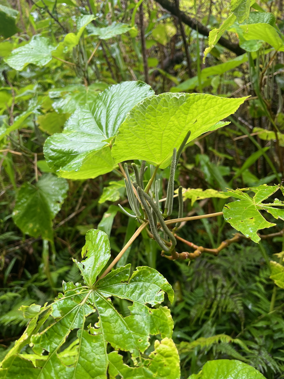 21. Piper umbellatum Piperaceae Potentiellement envahissant