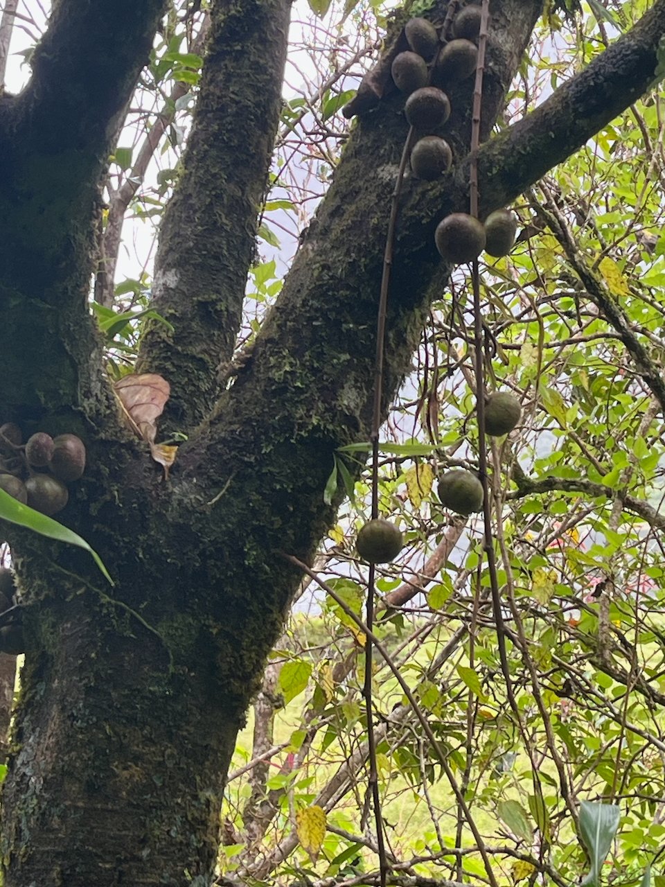 22. Ficus mauritiana Affouche rouge Moraceae ENDEMIQUE LA REUNION, MAURICE
