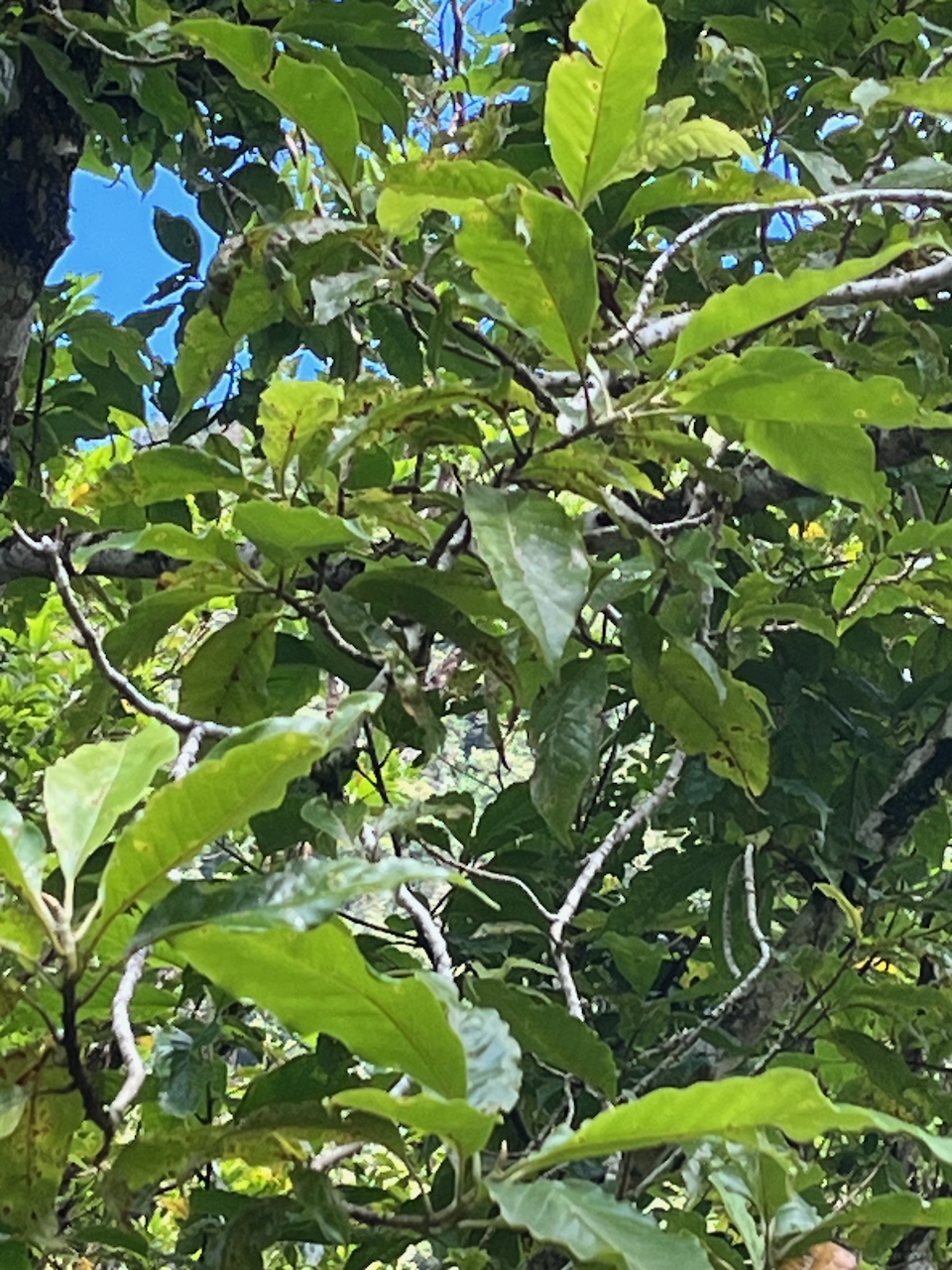 23. Michelia champaca L. ou Magnolia champaca - Champac - Magnoliaceae