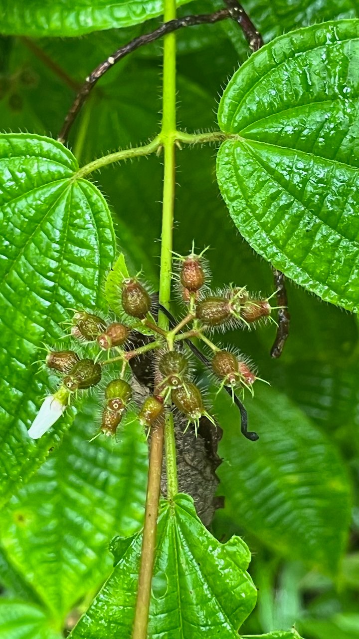 3. Fruits de Miconia crenata (= Clidemia hirta) - Tabac boeuf - Melastomataceae  - Fruit - bonbon bleu