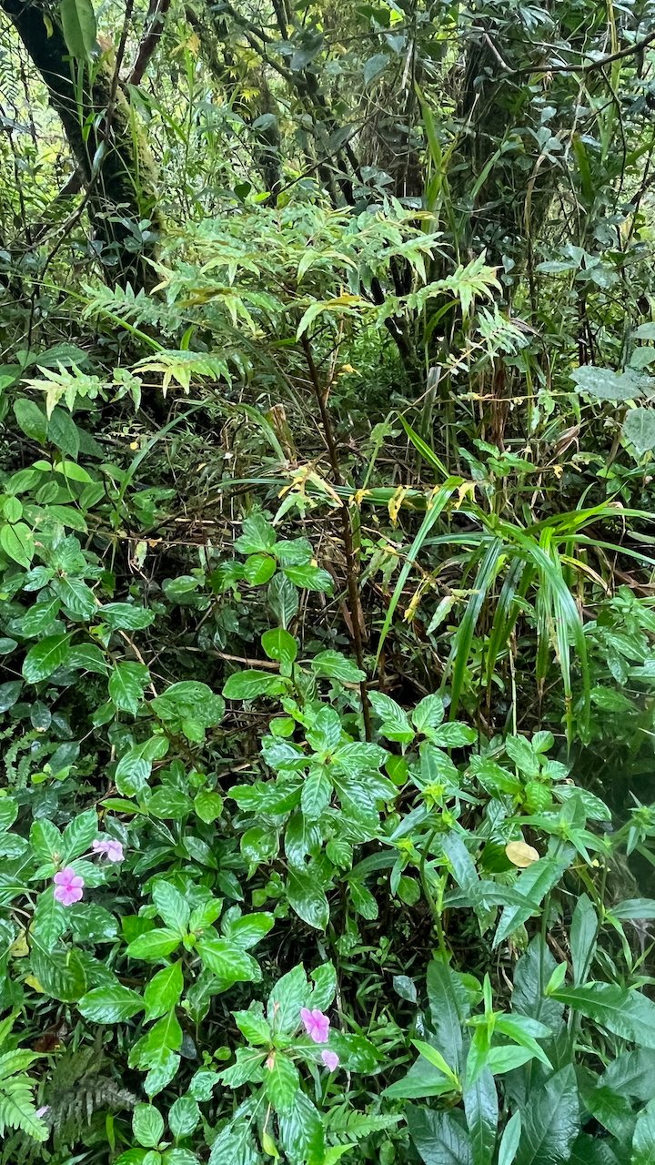 5. In situ Phyllanthus consanguineus Faux bois de demoiselle Phyllanthaceae ENDEMIQUE LA REUNION