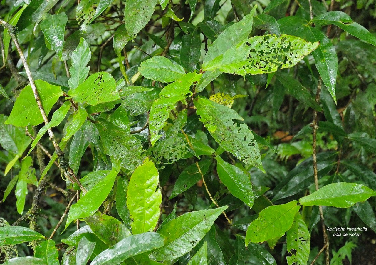 Acalypha integrifolia .bois de Charles.bois de violon. euphorbiaceae;endémique Madagascar Mascareignes