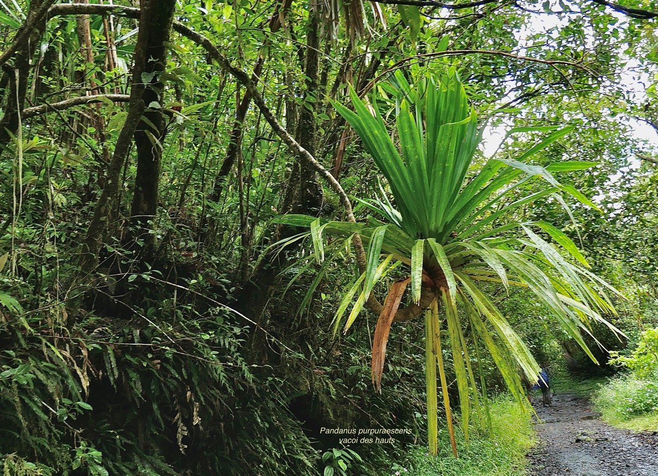 Pandanus purpuraescens vacoi des hauts.pandanaceae.endémique Réunion