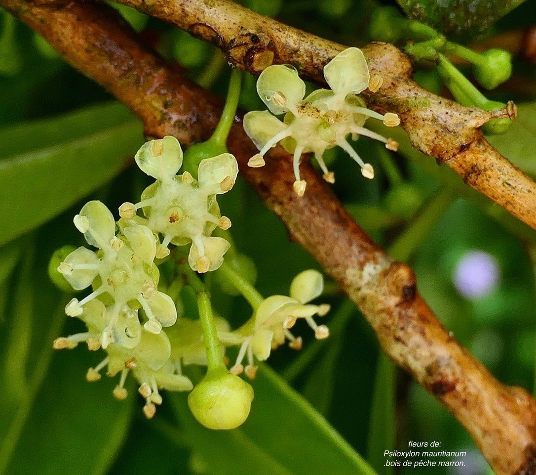 Psiloxylon mauritianum .bois de pêche marron.bois sans écorce.myrtaceae.endémique Réunion Maurice