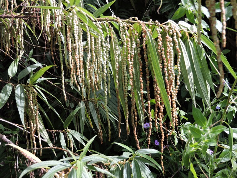 13 bois de chapelet 