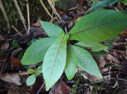25 Bois de violon ou de Charles Acalypha integrifolia Euphorbiacee DSC04504