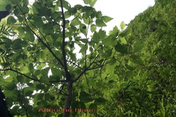 Affouche blanc- Ficus lateriflora - Moracée - I