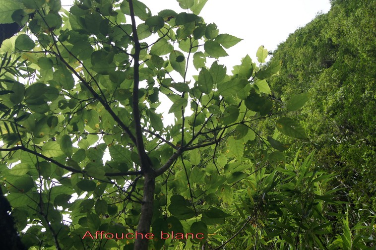 Affouche blanc- Ficus lateriflora - Moracée - I