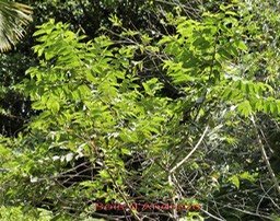 Bois d'Andrèze- Trema orientalis- Cannabacée - I