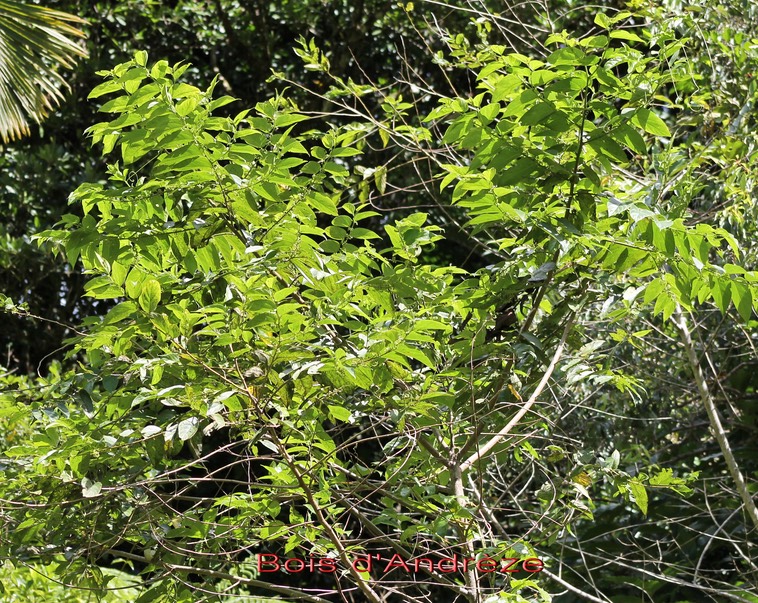 Bois d'Andrèze- Trema orientalis- Cannabacée - I